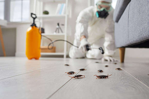 Affordable Termite Control solutions in Central High, OK